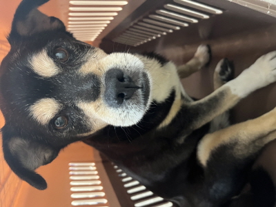 동부동물보호협회_426335202500612